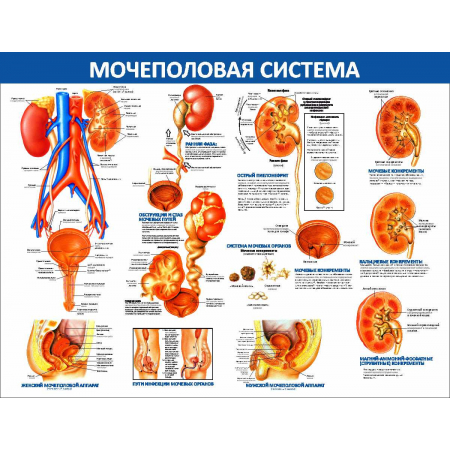 Стенд для кабинета Мочеполовая система